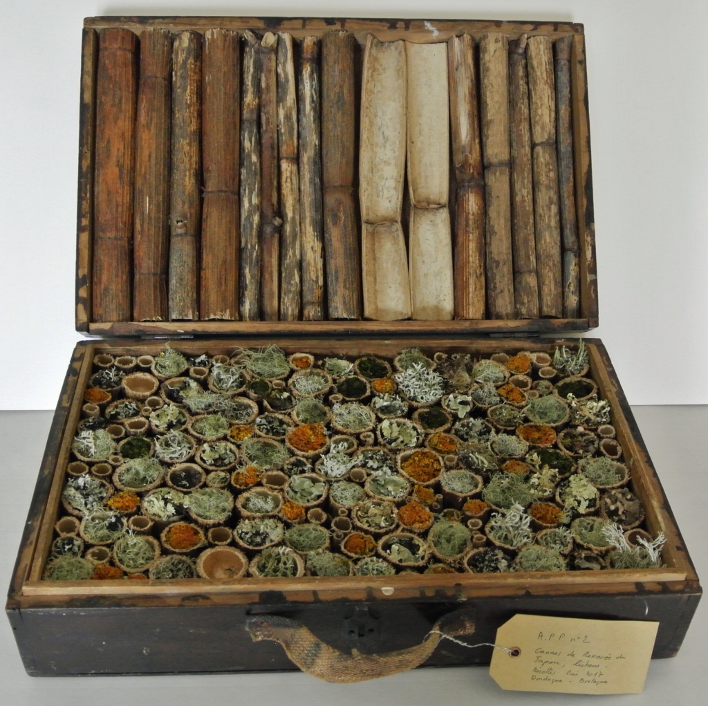 Boîte en bois, tiges de Renouée du Japon, lichens.
lieux de collecte : Dordogne, Morbihan, avril 2017.
Réalisation : avril 2017
